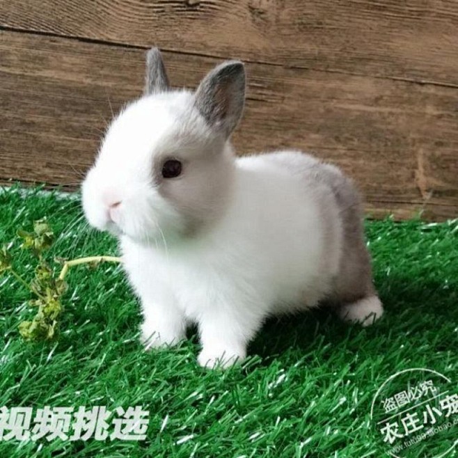 【京选推荐】宠呗迷你小兔子宠物兔活小型茶...