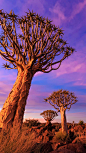 箭袋树，拥有很强的储存水分能力，顽强的生长在纳米比亚几乎永不下雨的沙漠中。壹刻传媒