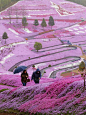 Pinky World! Beautiful Spring Flowers Hillside, Hokkaido, Japan