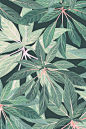 植物纹理设计 |  来自 Shelley Steer（更多》》shelleysteer.com） ​​​​