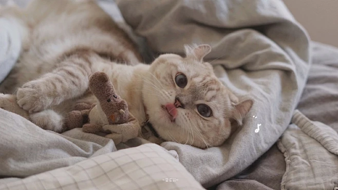 猫猫内的花瓣采集图片-琥Tiger