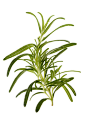 白色,食品,影棚拍摄,香料,草本_157581446_Rosemary “Barbeque” (Rosmarinus officinalis)_创意图片_Getty Images China