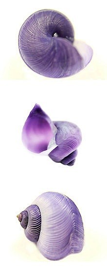"Violet shells" #Rei...