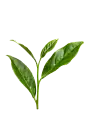 茶叶png