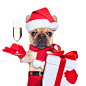 抱着礼物拿香槟酒的圣诞狗图片
