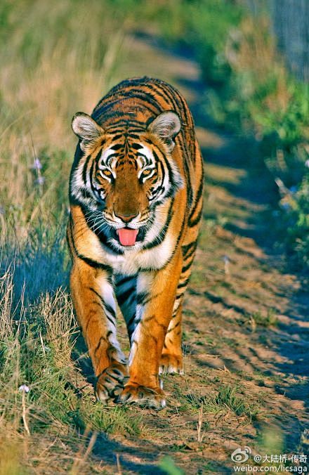 图片贺兰山可以考虑作为华南虎的野放地吗真动物迷吧百度贴吧