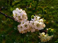 苹果树开花照片。大自然。春天,季节。壁纸、背景