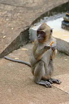 叼着烟的猴子