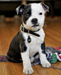 Staffordshire Bull Terrier : Staffordshire Bull Terrier