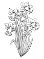 水仙花图形黑白孤立花束素描插图向量插画图片