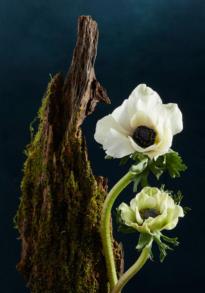 Botanical Studies ::...