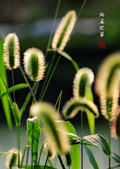 安茉汐采集到故事·狗尾巴草