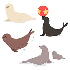 卡通动物矢量 | 图源免费EPS文件 |常见的海豹扁平角色。白色背景上隔离的海洋动物矢量集