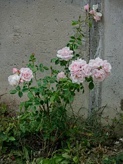 牡丹花高清摄影素材