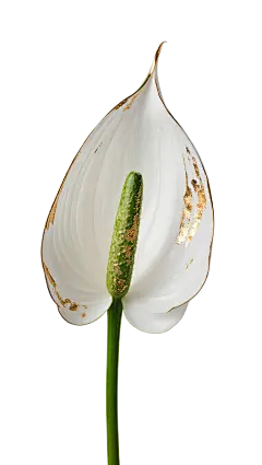 金箔岩彩 白掌花 (2)