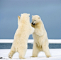 两头北极熊冰上翩翩起舞：动作花样繁多，舞姿优美动人。(640×632)