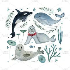 白色背景上的一组水彩画。卡通鲸，虎鲸，海象和海豹与装饰花卉元素。理想的明信片、海报和儿童装饰.