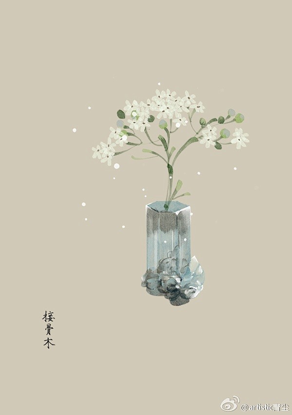 365天生日花 7月25日接骨木 Elder Tree 花语 热心