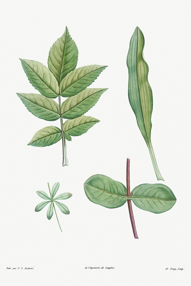 雷杜德《植物园》