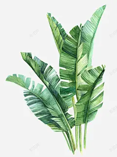 手绘水彩绿色芭蕉树 免费下载 页面网页 平面电商 创意素材