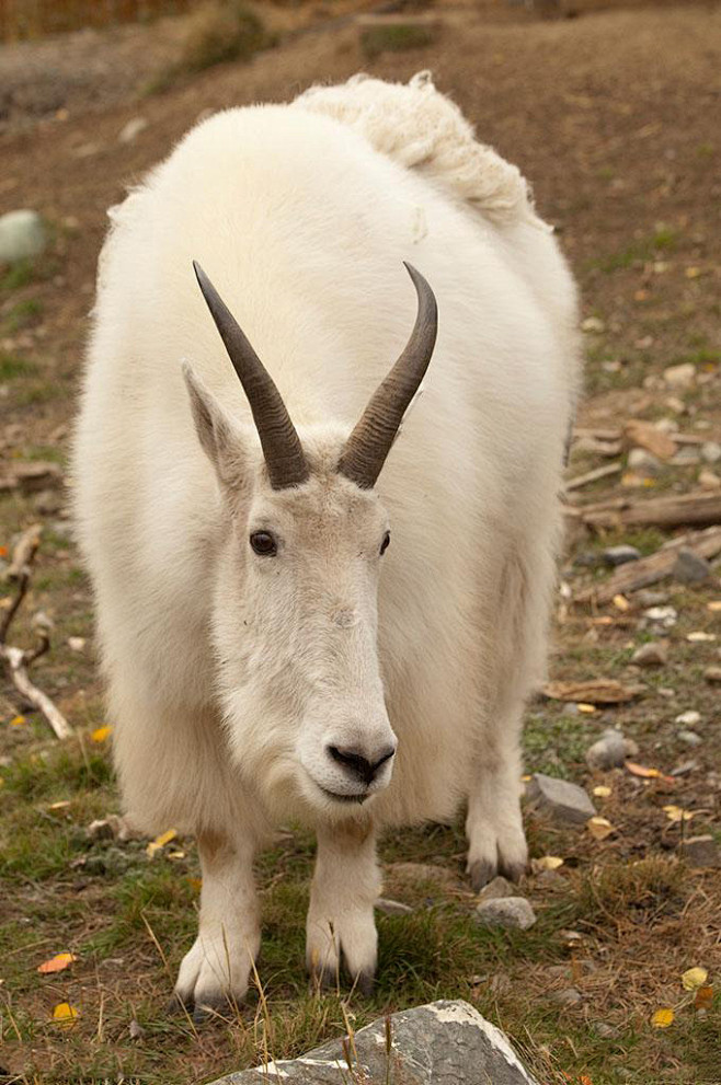 偶蹄目牛科羊亚科雪羊石山羊