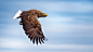 Sea Eagle : Sea Eagle