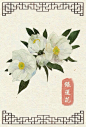银莲花