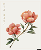 红色 芍药花 鲜花 牡丹/芍药/大丽花植物花卉插画绘画