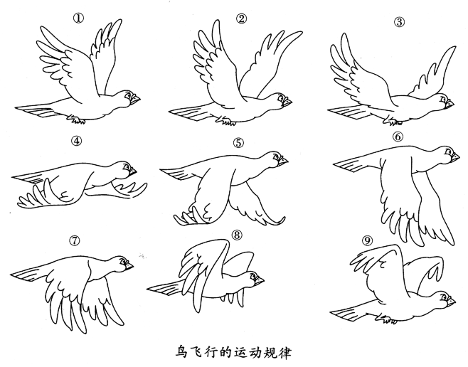 鸟飞运动规律图片图片