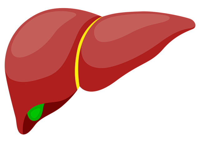 肝 卡通 插画