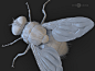 The housefly (Musca domestica), Dariusz Andrulonis