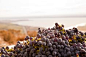Some great harvest photos from Destiny Ridge Vineyard.