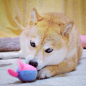 kabosu #doge