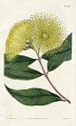 Narrow-leaved Eugenia, Curtis Botanical Magazine Protea Prints 1787