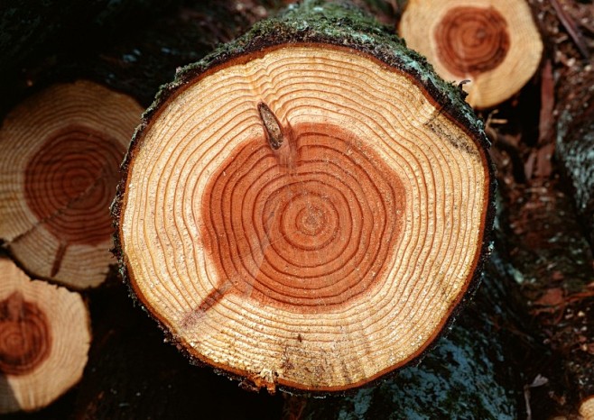 树的年轮图片