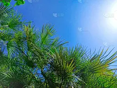 美丽的棕榈树映衬着湛蓝的天空。热带棕榈树背景。概念:夏季、假期、假期、大海、海滩、休闲。本空间