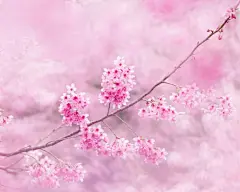 清新唯美桃花花卉电脑宽屏壁纸