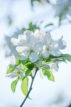 moliko采集到那些花儿