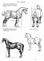 各类动物的画法 下载：Oanimal画法（大师手下的生灵）