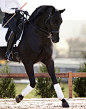 Giampaolo Vimercati Sports & Equestrian Photography  - HERMÈS SELLIER : The Hermes Equitation Catalogue
