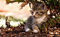 General 1920x1200 cat animals kittens