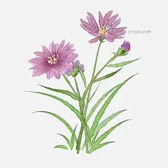 手绘清新花草花朵插画图片大小2000x2000px 图片尺寸1.74 MB 来自PNG搜索网 pngss.com 免费免扣png素材下载！卡通花卉#卡通手绘#清新花朵#手绘插画#手绘花卉#太阳花#植物花卉#紫色花朵#紫色花卉#