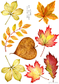                                                                     #手帐素材##端端素材# 
【All about autumn  (1) 】
“锅炉里翻炒着裂口的板栗，路边桂花树多了星星点点的花粒，铁炉里的烤红薯掰开来香气四溢，货杂货铺里堆着新鲜多汁的黄梨，到了昏黄街灯下有书贩在安静的收摊。离家一日比一日远，温度舒服到跺脚的秋天，真希望一抬头你就在马路对面。” ​—德 ​​​​...展开全文c                     