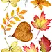                                                                     #手帐素材##端端素材# 
【All about autumn  (1) 】
“锅炉里翻炒着裂口的板栗，路边桂花树多了星星点点的花粒，铁炉里的烤红薯掰开来香气四溢，货杂货铺里堆着新鲜多汁的黄梨，到了昏黄街灯下有书贩在安静的收摊。离家一日比一日远，温度舒服到跺脚的秋天，真希望一抬头你就在马路对面。” ​—德 ​​​​...展开全文c                     