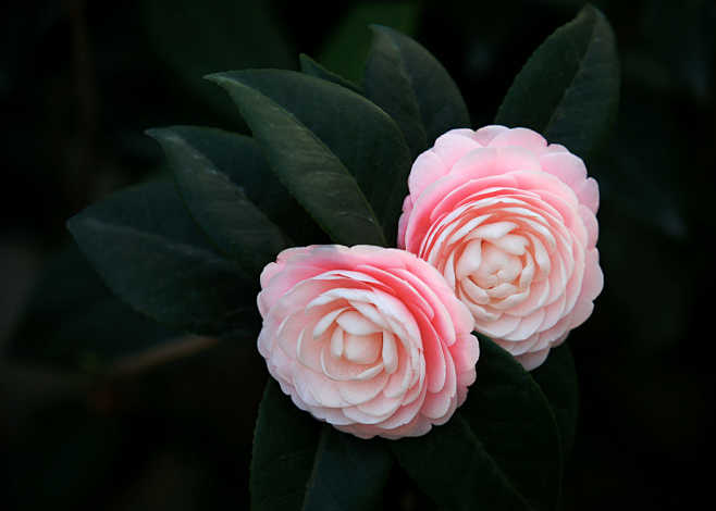 camelliabylebichon500px