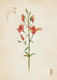 博客网 — 萤火虫— 水彩本草…