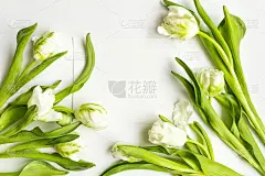 白色背景上的信件和花束。请帖，或者绘有白色郁金香的情书。俯视图，平放