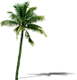 植物椰子树png