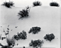 White Sands-New Mexico, 1946, 03133