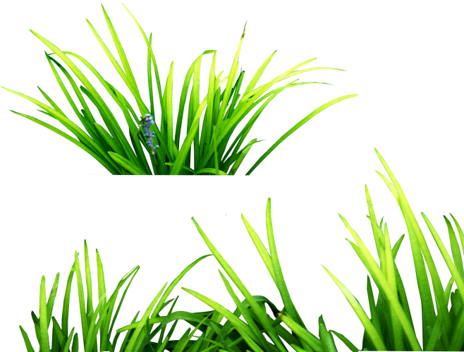 草